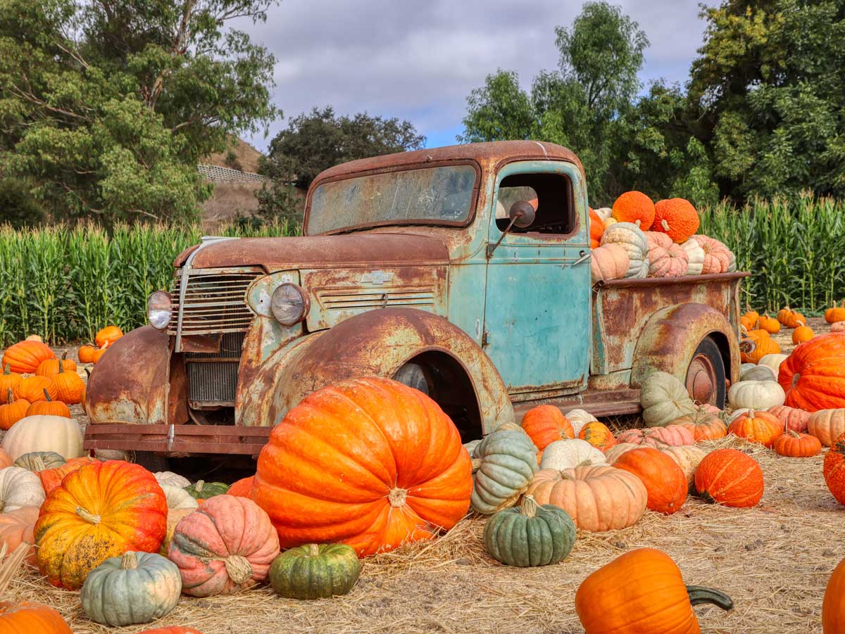A rusted turquoise pickup truck loaded with squash, surrounded by pumpkins in a field beside a cornfield